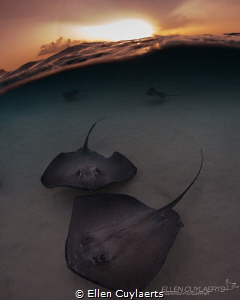 "A dream doesn't become reality through magic; it takes s... by Ellen Cuylaerts 